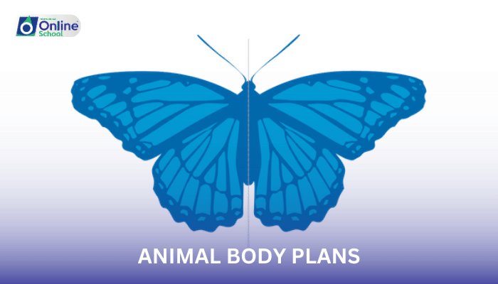 Lesson 14: Animal Body Plans and Development